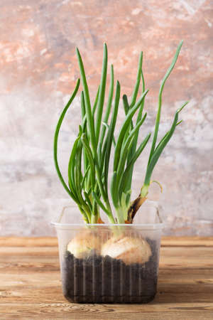 Growing green onions in a plastic container on a wooden table on a colorful blurred background. The concept of recycling plastic tableware. Growing onions at home.の写真素材