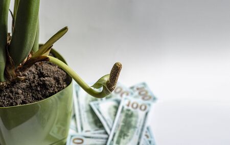 Zamioculcas (dollar tree) flowers. Indoor plant in a green pot. In the background are dollars. Selective focus. ?opy space.の写真素材