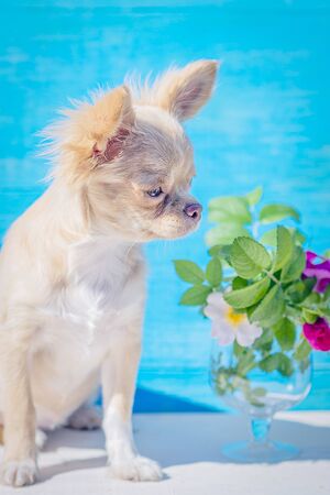 Red-haired chihuahua puppy close-up. Bouquet of rose hips in a glass goblet. On a blue background. Pastel shades. Selective focusの写真素材