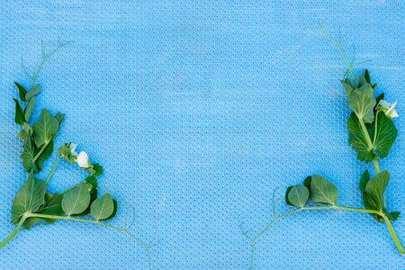 Sprigs of peas with white flowers on a blue wooden background. Copy space Selective focusの写真素材