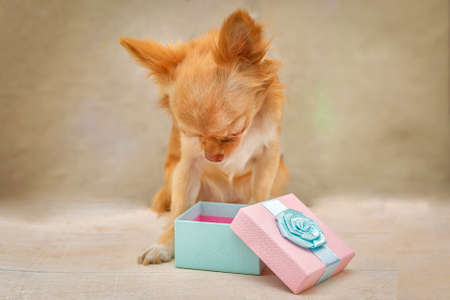 A redheaded fluffy chihuahua dog looks into an open gift box. Selective focus