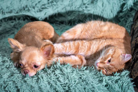 Chihuahua red puppy and cat lie on the sofa on a green blanket in the room. The cat paws repels the dogの写真素材