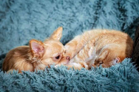 A red chihuahua puppy and a cat lie on the sofa on a blue blanket in the room. The dog is looking at the catの写真素材