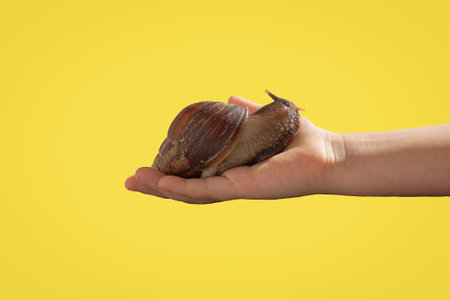 A snail in the palm of a child's hand, with the color of the year 2021 in the background - a refreshing, yellowの写真素材