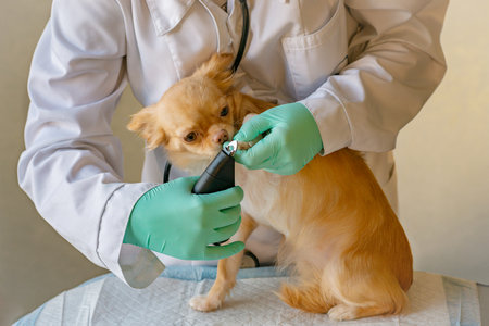 A red chihuahua dog at the vet's office. The doctor is trimming her claws on her front pawの写真素材