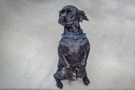 A black American Cocker Spaniel dog stands on its hind legs with its front legs up