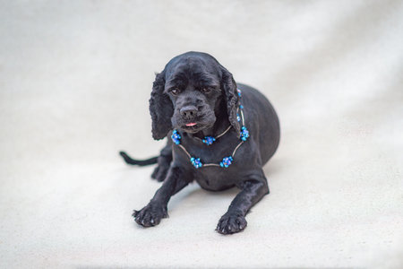 A black American Cocker Spaniel dog is lying, wearing blue beads, selective focusの写真素材