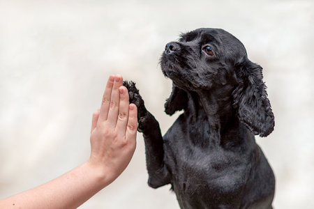 Black American Cocker Spaniel dog gives a paw, high five. Selection Focusの写真素材