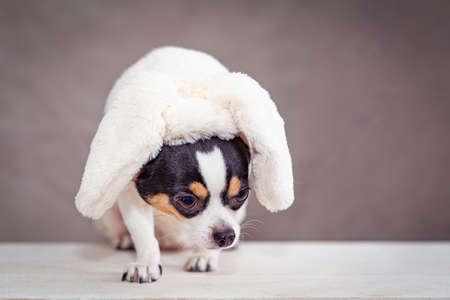 Chihuahua dog sitting, on his head is an ornament, bunny ears. Selective focusの写真素材
