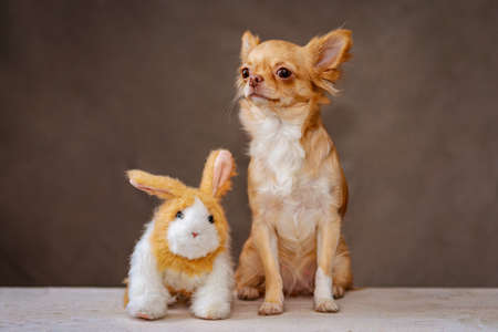 A red Chihuahua dog and a fluffy toy rabbit sit side by side on a gray background. Selective focusの写真素材