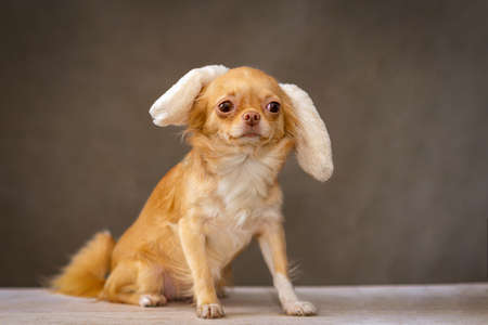 Red Chihuahua dog sitting, on his head is an ornament, bunny ears. Selective focusの写真素材