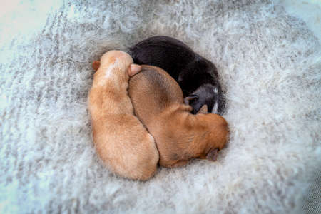Newborn Chihuahua puppies sleeping on a warm, fluffy gray shawl, top viewの写真素材