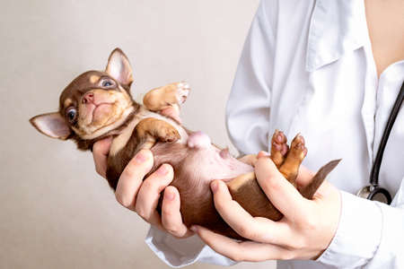 A small puppy with a large hernia is in the hands of the vetの写真素材
