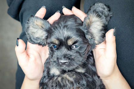 A black cocker spaniel puppy lies in the palms of a girl's hands on her back, big ears spread out to the sidesの写真素材