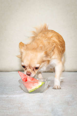 A red chihuahua dog sniffs a slice of watermelonの写真素材