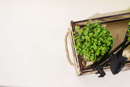 Seedlings grown from seeds at home, on a windowsill. Concept: preparing for the summer season, a useful hobbyの写真素材