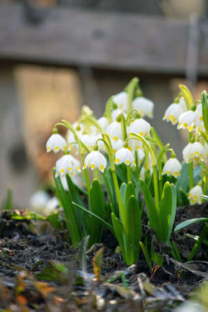 Leucojum vernum, A beautiful white spring flower in the forest. Colorful nature background.の写真素材