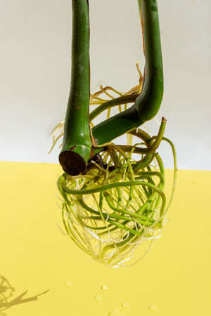 Monstera stem with roots. Place for your textの写真素材