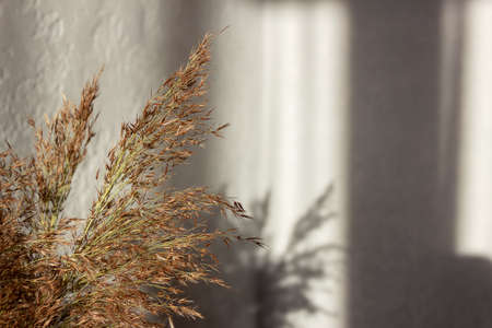 Dry grass reeds of the pampas against a gray wall. Shadows in the sunshine. Minimal interior design...