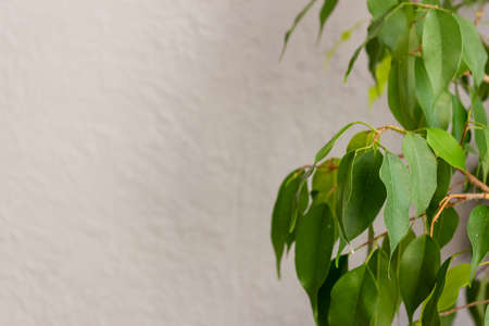 Ficus benjamina against a gray wall. Place for your text, selective focus.の写真素材