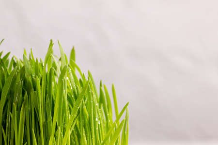 Fresh sprouts of cereal grasses on a gray background. Place for textの写真素材