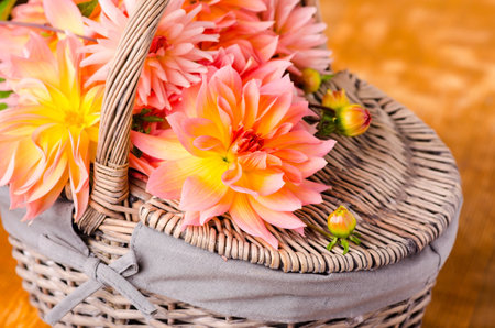 Autumn dahlia in the wicker basketの写真素材