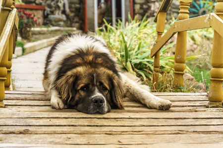 A portrate of the Big saint bernard dog before its house.の写真素材