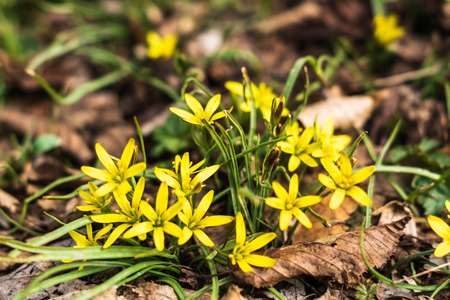 Beautiful first spring  flowers  one sunny day in the forest.