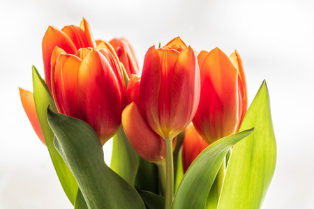Bouquet of; red tulips flowers on light gray background.の写真素材