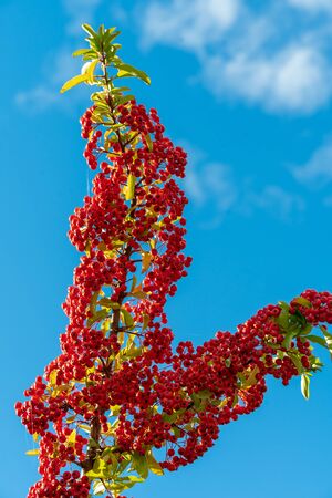 Red berries of Rowan in autimn against the blue sky.