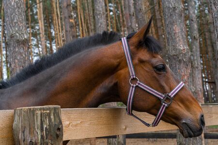 Portrait of nice brown horse head in the farm, Closeup , spring, outdoor.