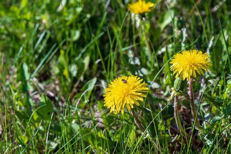 Closeup Nature Spring scene with dandelion flowers springtime.の写真素材