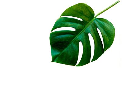 Flat lay style. Tropical green leaf of philodendron plant isolated on white background, copy space.