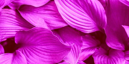 Flat lay Leaves background painted proton purple color.の写真素材