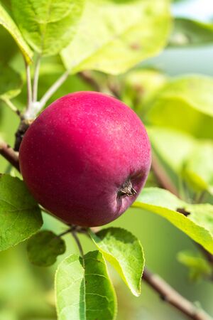 Close up Ripe apple Fruits Growing On The Tree, soft focus, summer time, vertical image.