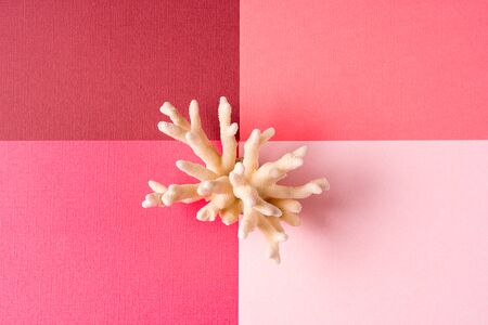 Front view a Coral isolated on pastel colors paper background.の写真素材