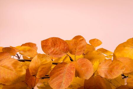 autumn yellow and orange leaves heap on pink background and copy space for text.
