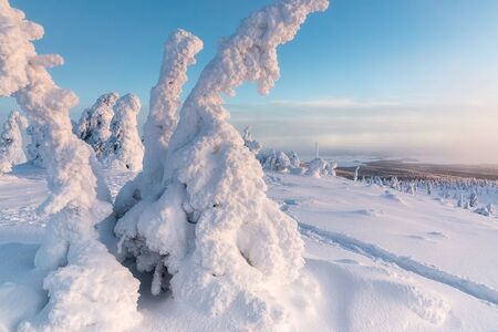 Snow covered trees in Riisitunturi national park, Lapland, Finland.の写真素材