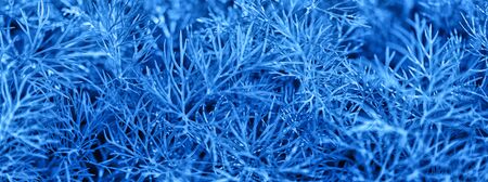 Color of the year 2020 concept. Flat lay summer garden background with fresh organic dill toned in classic blue color.の写真素材