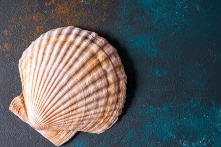 Sea shell on a blue concrete background.