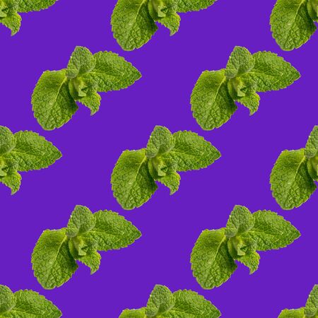 Seamless pattern made of mint leaves on a purple backgroun, square.の写真素材