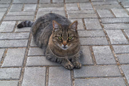 Beautiful short hair cat lying on the ground outdoor.の写真素材