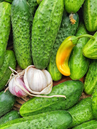 Fresh green cucumbers, garlic and chili pepper before pickling cucumbers, flat lay, vertical.の写真素材