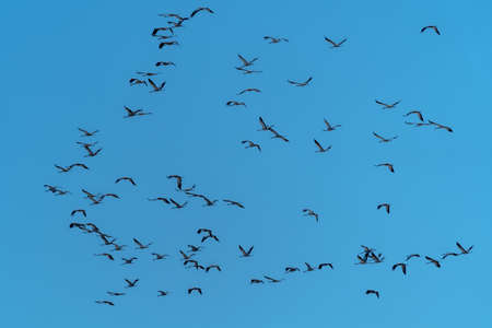 A flock of cranes flies over the field in search of food in the last days before leaving for warmer...