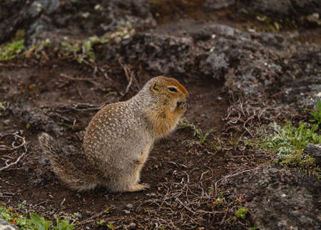 The ground squirrel stands on its hind legs on the ground and eats grain.の写真素材