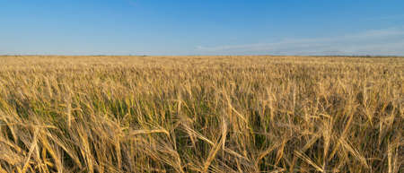 A field of ripe grain in the summer before the harvest. Blue sky background.の写真素材