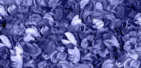 Artificial flowers toned in Very Peri color - color of the year 2022, for abstract texture background and design .の写真素材