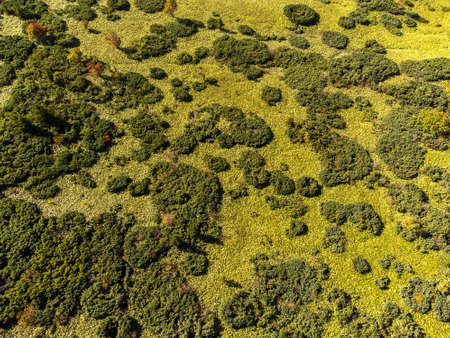 Drone point of view of the forest in caldera of Golovnin volcano on Kunashir Island, Kurils, Russia.の写真素材