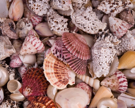 Basket with seashells for sale.