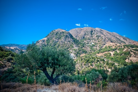 Olive trees growing at the foot and on mountain slopes. The island of Crete. Greece.の写真素材